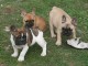 Adorable chiot bouledogue français 