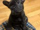Je donne chiot bouledogue français 