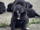Cane Corso chiots à vendre