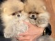 chiot spitz allemand race pure 
