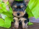 Je donne chiot Yorkshire 