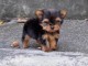 adorable chiot Yorkshire 