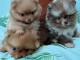 chiot spitz nain Poméranie à donner 