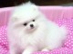 chiot spitz allemand lof disponible 
