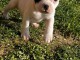 chiot staffie à adopter mâle 