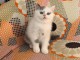 Chaton a donner intéressé inbox 