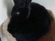 chaton noir à donner 