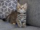 Chaton pour adoption 