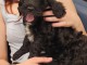 Je donne chiot cockapoo 