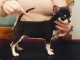 chiot chihuahua femelle à donner 