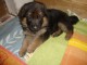 chiot type berger allemand 