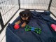 chiot rottweiler à donner 
