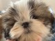 à donner contre bon soin chiot Shih Tzu 