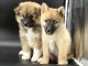 chiot pomsky mâle et femelle à donner 