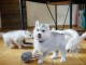 adorable chiot husky sibérien à donner 