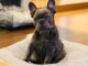 chiot bulldog français a donner 