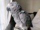 Bébé perroquet gris Gabon adopter 