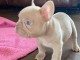 chiot bouledogue français femelle a donner 
