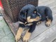 À adopter chiot rottweiler disponible 