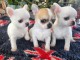 adoption chiot chihuahua disponible 