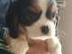 Bébé chiot cavalier king charle disponible 
