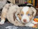 chiot berger australien lof a donner 