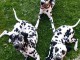 Chiot dalmatien à donner 