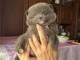adorable chiot spitz allemand 