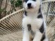 chiot pomsky mâle a donner 