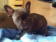 chiot bouledogue français disponible 