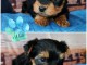 chiot Yorkshire à adopter 