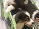 chiot berger australien a donner 