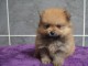 chiot spitz nain pour adoption 
