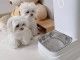 Adoption chiot bichon lof