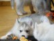 chiot husky sibérien pour adoption 