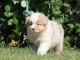 chiot berger australien disponible 