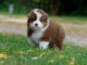 chiot berger australien mâle disponible 