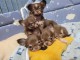 Adoption chiot chihuahua disponible 