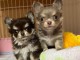 chiot chihuahua femelle disponible 