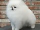 chiot spitz allemand race pure 