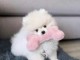 chiot spitz allemand race pure 