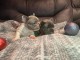 Adoption chiot bouledogue français 