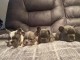 Dons chiot bouledogue français disponible 