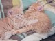 chaton Maine coon à donner 