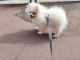 Adorable chiot spitz nain 