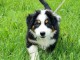 Dons chiot berger australien lof 
