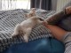 Chaton disponible pour adoption 