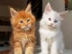 Adorable chaton Maine coon a donner 