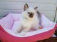 chaton a donner urgent 