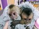 Bébé singe capucin pour adoption 